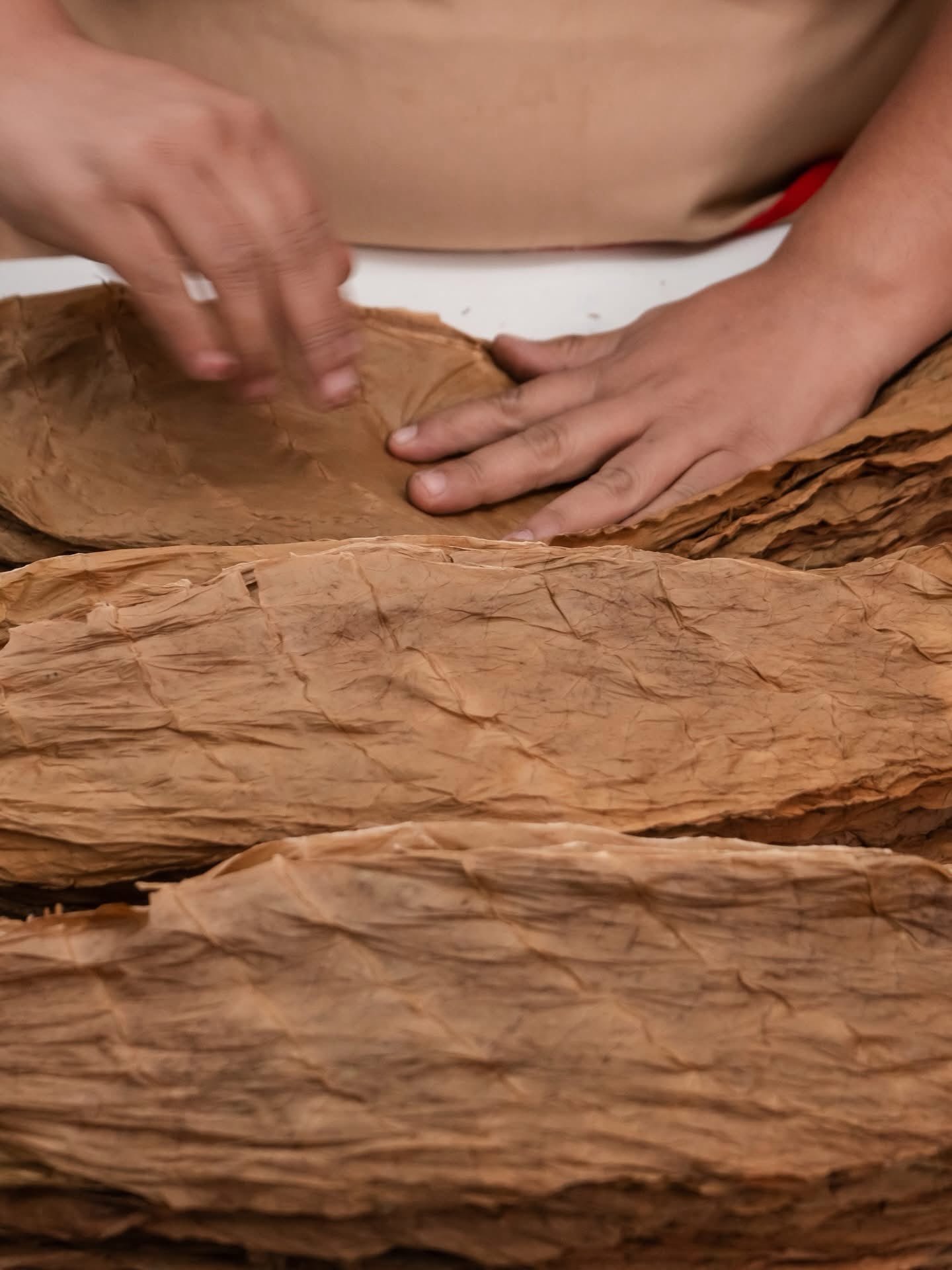 Close-up texture of natural tobacco leaf
