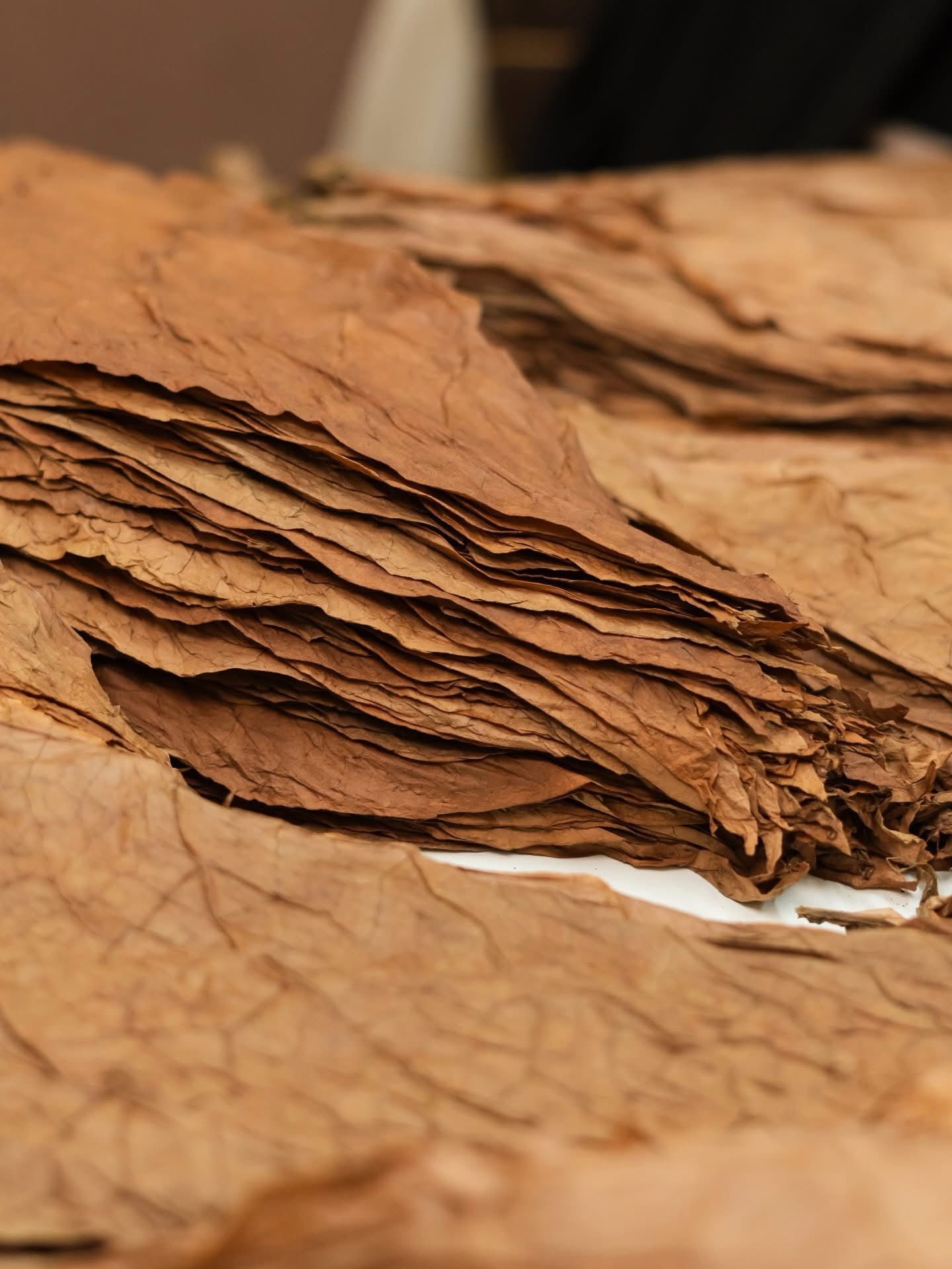 Freshly dried tobacco leaf, ready for wraps